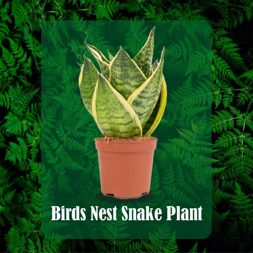 Birds Nest Snake Plant