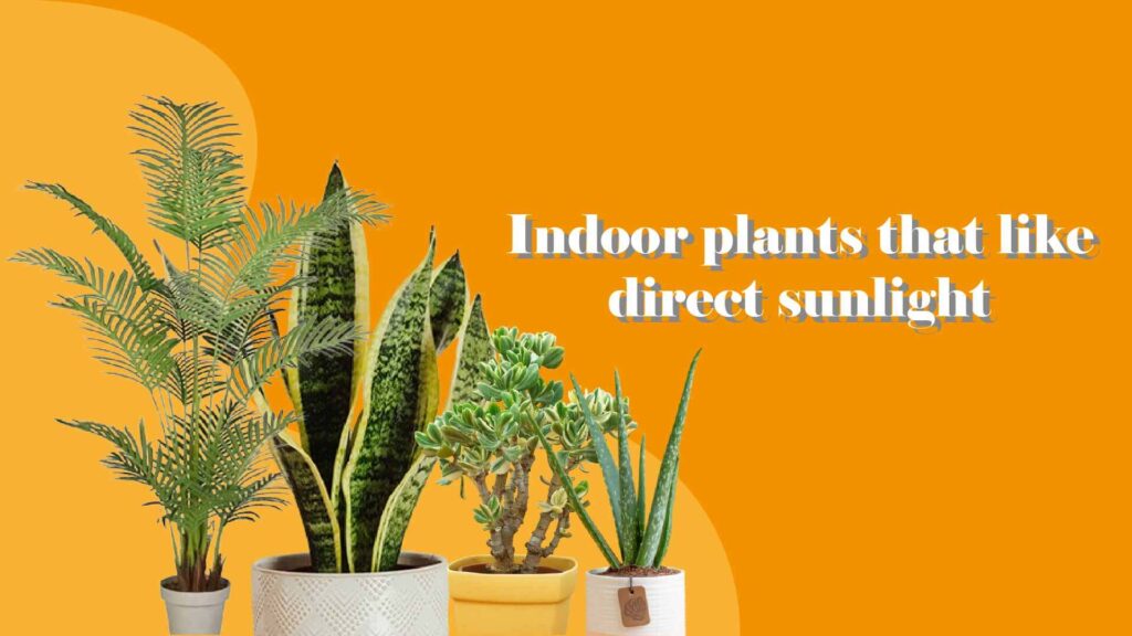 Indoor plants that like direct sunlight