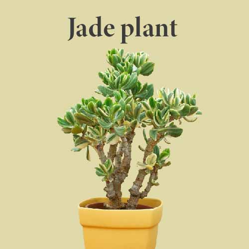 Jadi Plant