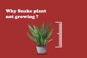Snake plant not growing
