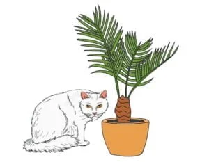 Is areca palm toxic to cats