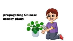 Propagating Chinese money plant